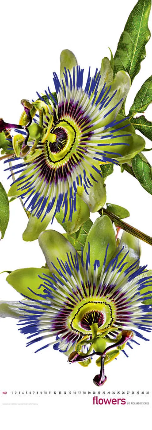 Edition Panorama GmbH Immerwährender Kalender-Flowers