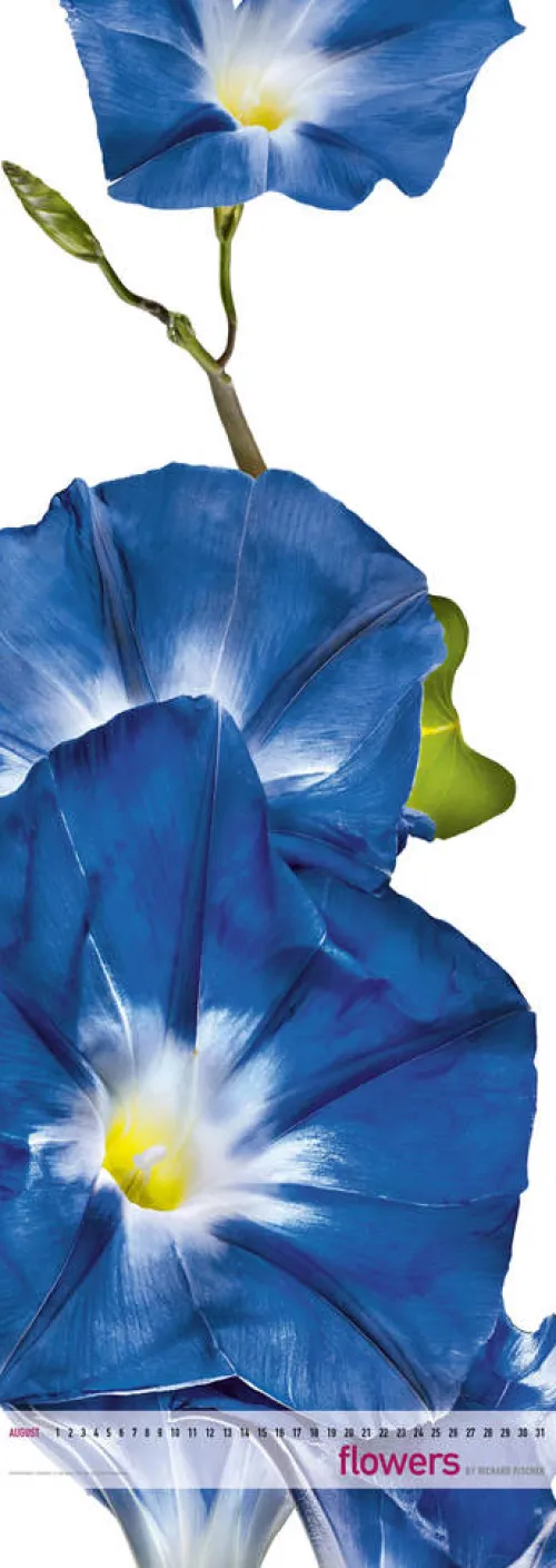 Edition Panorama GmbH Immerwährender Kalender-Flowers