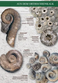 Demmler Verlag GmbH Geowissenschaft*Fossilien am Ostseestrand