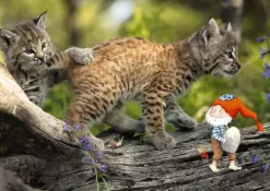 Don Bosco Medien GmbH Lesen & Geschichten-Frühling im Wichtelwald. Kamishibai Bildkartenset