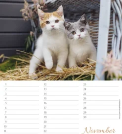Korsch Verlag GmbH Geburtstagskalender-Geburtstagskalender Katzen