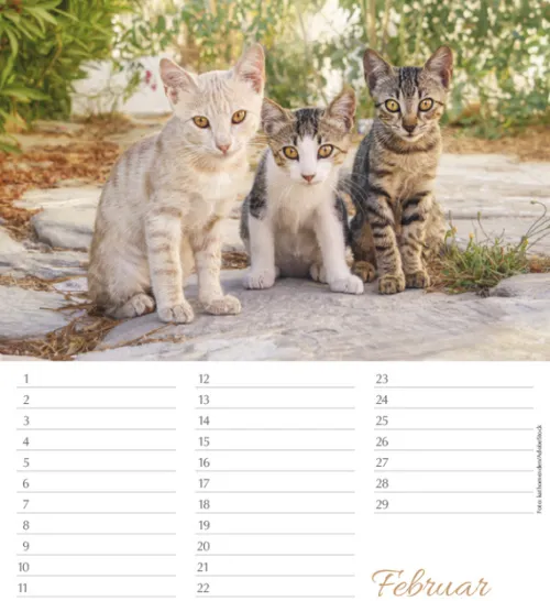 Korsch Verlag GmbH Geburtstagskalender-Geburtstagskalender Katzen