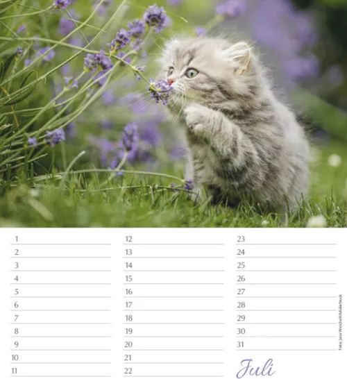 Korsch Verlag GmbH Geburtstagskalender-Geburtstagskalender Katzen