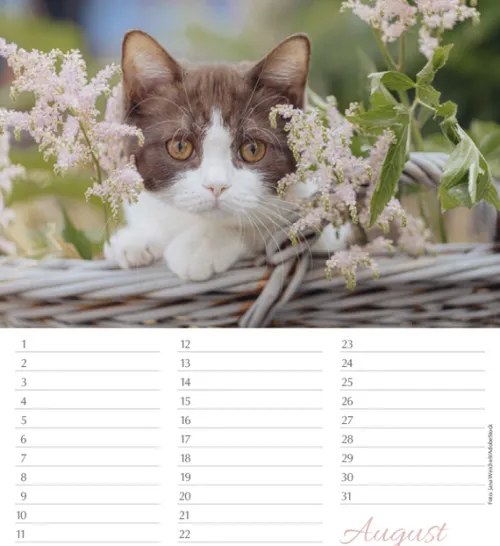 Korsch Verlag GmbH Geburtstagskalender-Geburtstagskalender Katzen
