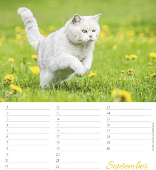 Korsch Verlag GmbH Geburtstagskalender-Geburtstagskalender Katzen