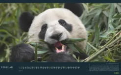 GEO - Einzigartige Tierarten 2026 - Wandkalender 58x36 cm, Poster-Kalender mit 12 Monatsblättern, deutschem Kalendarium & Spiralbindung, Tier-Fotografie-Kalender bedrohter Arten*teNeues Calendars & Stationery GmbH & Co. KG Sale