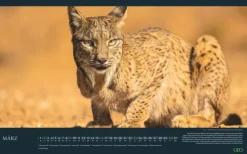 GEO - Einzigartige Tierarten 2026 - Wandkalender 58x36 cm, Poster-Kalender mit 12 Monatsblättern, deutschem Kalendarium & Spiralbindung, Tier-Fotografie-Kalender bedrohter Arten*teNeues Calendars & Stationery GmbH & Co. KG Sale