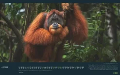 GEO - Einzigartige Tierarten 2026 - Wandkalender 58x36 cm, Poster-Kalender mit 12 Monatsblättern, deutschem Kalendarium & Spiralbindung, Tier-Fotografie-Kalender bedrohter Arten*teNeues Calendars & Stationery GmbH & Co. KG Sale