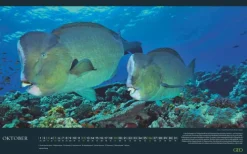 GEO - Einzigartige Tierarten 2026 - Wandkalender 58x36 cm, Poster-Kalender mit 12 Monatsblättern, deutschem Kalendarium & Spiralbindung, Tier-Fotografie-Kalender bedrohter Arten*teNeues Calendars & Stationery GmbH & Co. KG Sale