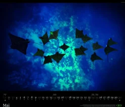 GEO - GEO Edition: Tierwelten 2026 - Wandkalender 70x60 cm, Tier-Poster-Kalender mit Wildlife-Fotografie, 12 Monatsblätter & Spiralbindung inkl. Postkarten für Tier- und Naturfreunde*teNeues Calendars & Stationery GmbH & Co. KG Best