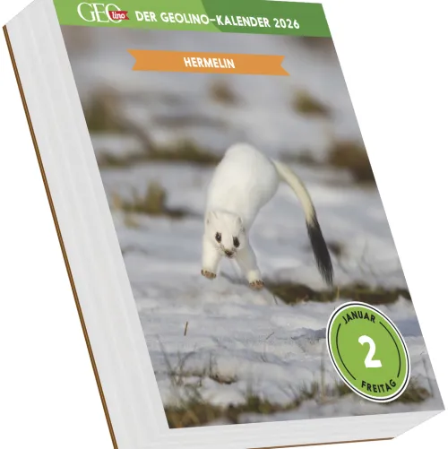 teNeues Calendars & Stationery GmbH & Co. KG Abreiß-Kalender*GEOlino - Der GEOlino-Kalender 2026 - Abreißkalender 12,5x16 cm, 365 spannende Tierporträts & kindgerechte Wissens-Fakten für Kinder ab 8 Jahren