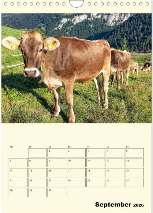 Calvendo Wandkalender*Glückliche Bergkühe (Wandkalender 2026 DIN A4 hoch), Monatskalender