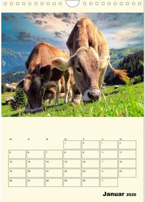 Calvendo Wandkalender*Glückliche Bergkühe (Wandkalender 2026 DIN A4 hoch), Monatskalender