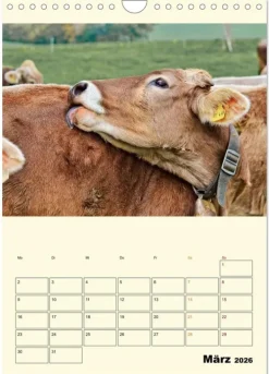 Calvendo Wandkalender*Glückliche Bergkühe (Wandkalender 2026 DIN A4 hoch), Monatskalender