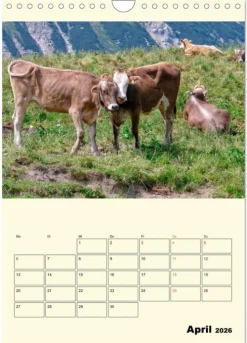 Calvendo Wandkalender*Glückliche Bergkühe (Wandkalender 2026 DIN A4 hoch), Monatskalender