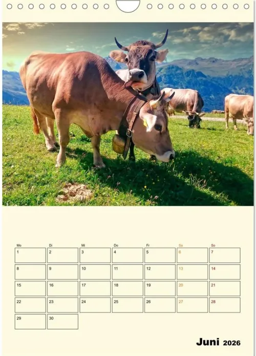 Calvendo Wandkalender*Glückliche Bergkühe (Wandkalender 2026 DIN A4 hoch), Monatskalender