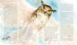 Harry Potter 1 und der Stein der Weisen. Schmuckausgabe*Carlsen Verlag GmbH Outlet