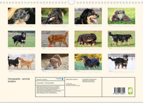 Calvendo Wandkalender*Hovawarte - einmal anders (Wandkalender 2026 DIN A3 quer), Monatskalender