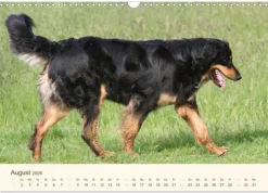 Calvendo Wandkalender*Hovawarte - einmal anders (Wandkalender 2026 DIN A3 quer), Monatskalender