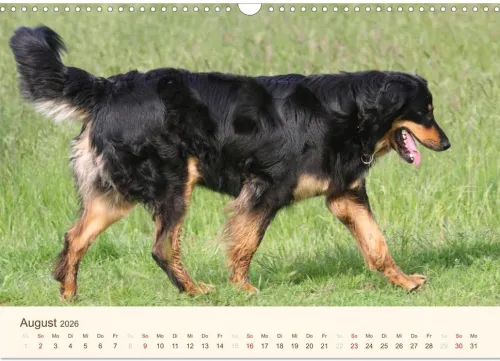 Calvendo Wandkalender*Hovawarte - einmal anders (Wandkalender 2026 DIN A3 quer), Monatskalender