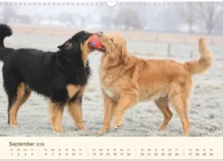 Calvendo Wandkalender*Hovawarte - einmal anders (Wandkalender 2026 DIN A3 quer), Monatskalender