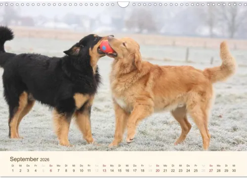 Calvendo Wandkalender*Hovawarte - einmal anders (Wandkalender 2026 DIN A3 quer), Monatskalender