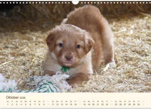 Calvendo Wandkalender*Hovawarte - einmal anders (Wandkalender 2026 DIN A3 quer), Monatskalender