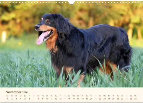 Calvendo Wandkalender*Hovawarte - einmal anders (Wandkalender 2026 DIN A3 quer), Monatskalender