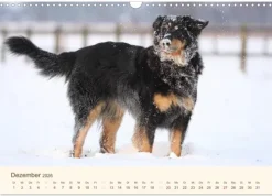 Calvendo Wandkalender*Hovawarte - einmal anders (Wandkalender 2026 DIN A3 quer), Monatskalender