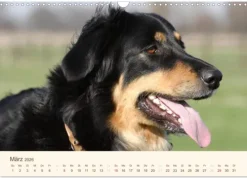 Calvendo Wandkalender*Hovawarte - einmal anders (Wandkalender 2026 DIN A3 quer), Monatskalender