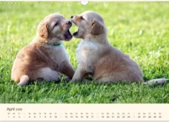 Calvendo Wandkalender*Hovawarte - einmal anders (Wandkalender 2026 DIN A3 quer), Monatskalender