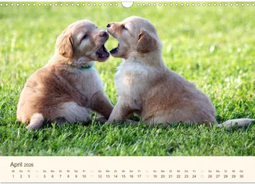 Calvendo Wandkalender*Hovawarte - einmal anders (Wandkalender 2026 DIN A3 quer), Monatskalender