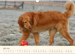 Calvendo Wandkalender*Hovawarte - einmal anders (Wandkalender 2026 DIN A3 quer), Monatskalender