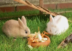 Hund, Katze und Kaninchen. Unsere Haustiere. Kamishibai Bildkarten und Memo-Spiel*Don Bosco Medien GmbH Outlet