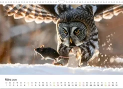 Im Reich der Eulen (Wandkalender 2026 DIN A3 quer), Monatskalender*Calvendo Discount