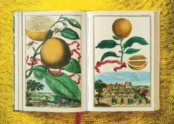 Taschen GmbH Künstler:Innen Im Fokus-J. C. Volkamer. The Book of Citrus Fruits
