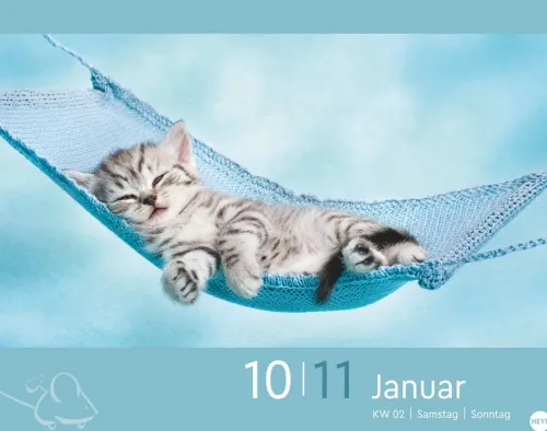 Heye Kalender Abreiß-Kalender-Katzen my love Tagesabreißkalender 2026