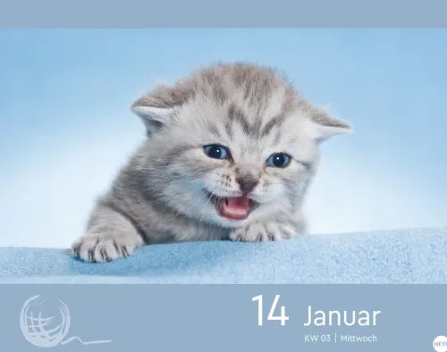 Heye Kalender Abreiß-Kalender-Katzen my love Tagesabreißkalender 2026