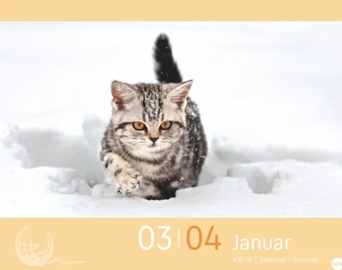 Heye Kalender Abreiß-Kalender-Katzen my love Tagesabreißkalender 2026