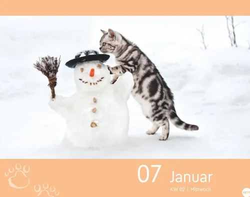 Heye Kalender Abreiß-Kalender-Katzen my love Tagesabreißkalender 2026