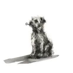 Goldmann Verlag Schicksalsromane-Keira & Ich