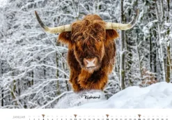 Heel Verlag GmbH Wandkalender*Kühe Kalender 2026 Wandkalender
