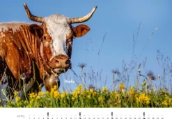 Heel Verlag GmbH Wandkalender*Kühe Kalender 2026 Wandkalender