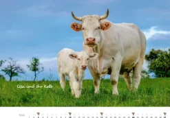 Heel Verlag GmbH Wandkalender*Kühe Kalender 2026 Wandkalender