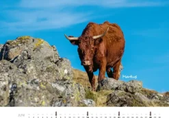 Heel Verlag GmbH Wandkalender*Kühe Kalender 2026 Wandkalender