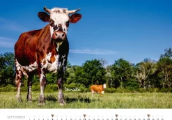 Heel Verlag GmbH Wandkalender*Kühe Kalender 2026 Wandkalender