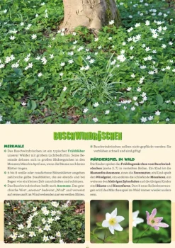 Herder Verlag GmbH Nachhaltigkeit|Pädagogik-Kleine Waldentdecker: Bäume & Pflanzen