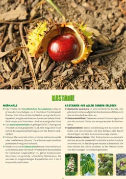 Herder Verlag GmbH Nachhaltigkeit|Pädagogik-Kleine Waldentdecker: Bäume & Pflanzen