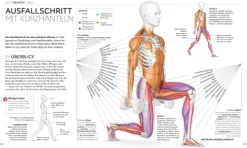 Dorling Kindersley Verlag Ratgeber-Krafttraining - Die Anatomie verstehen