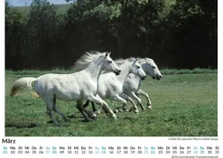 Lipizzaner*FlipFlop Best